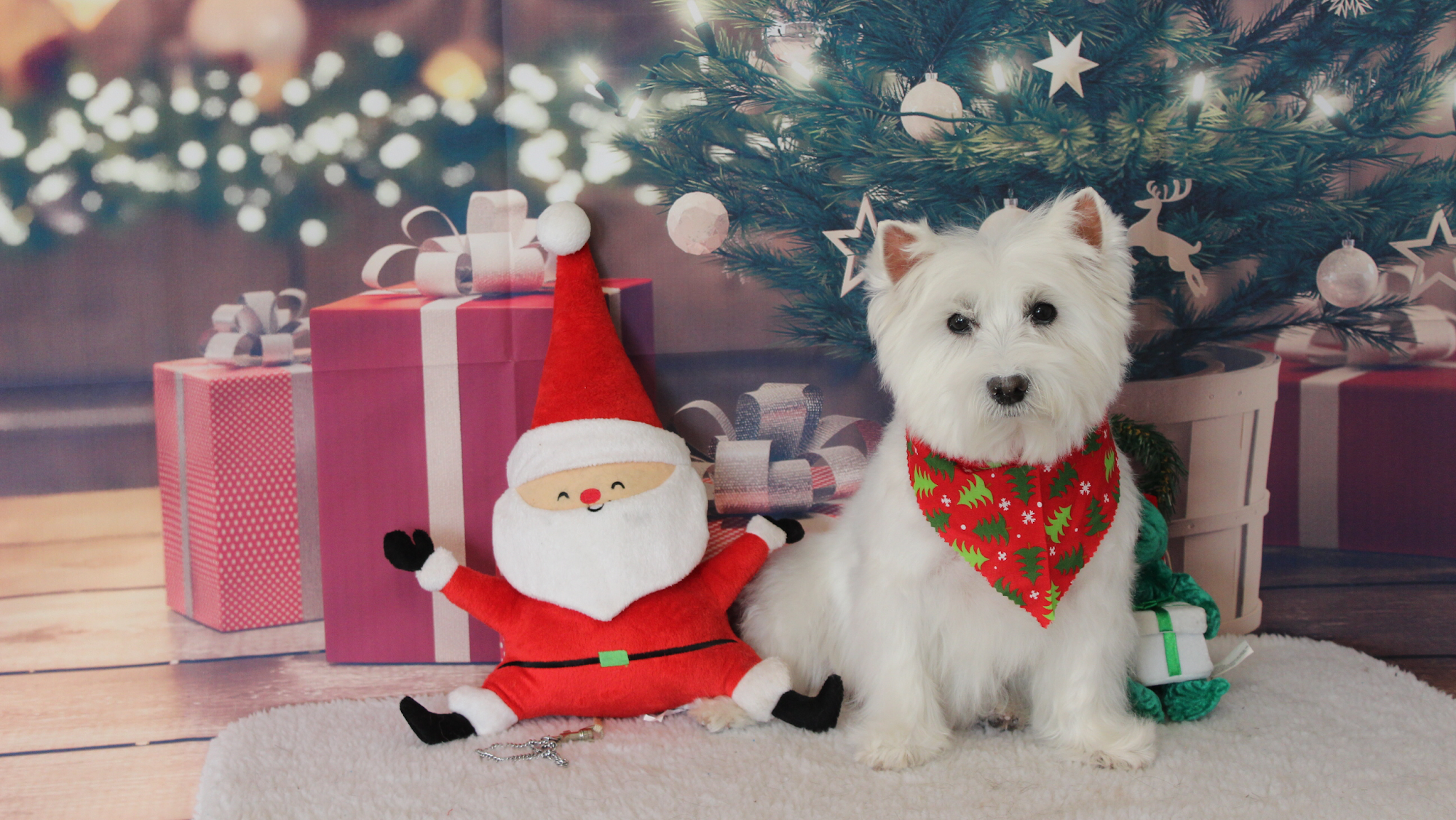 West Salem Dog Grooming, formerly Canine Concepts