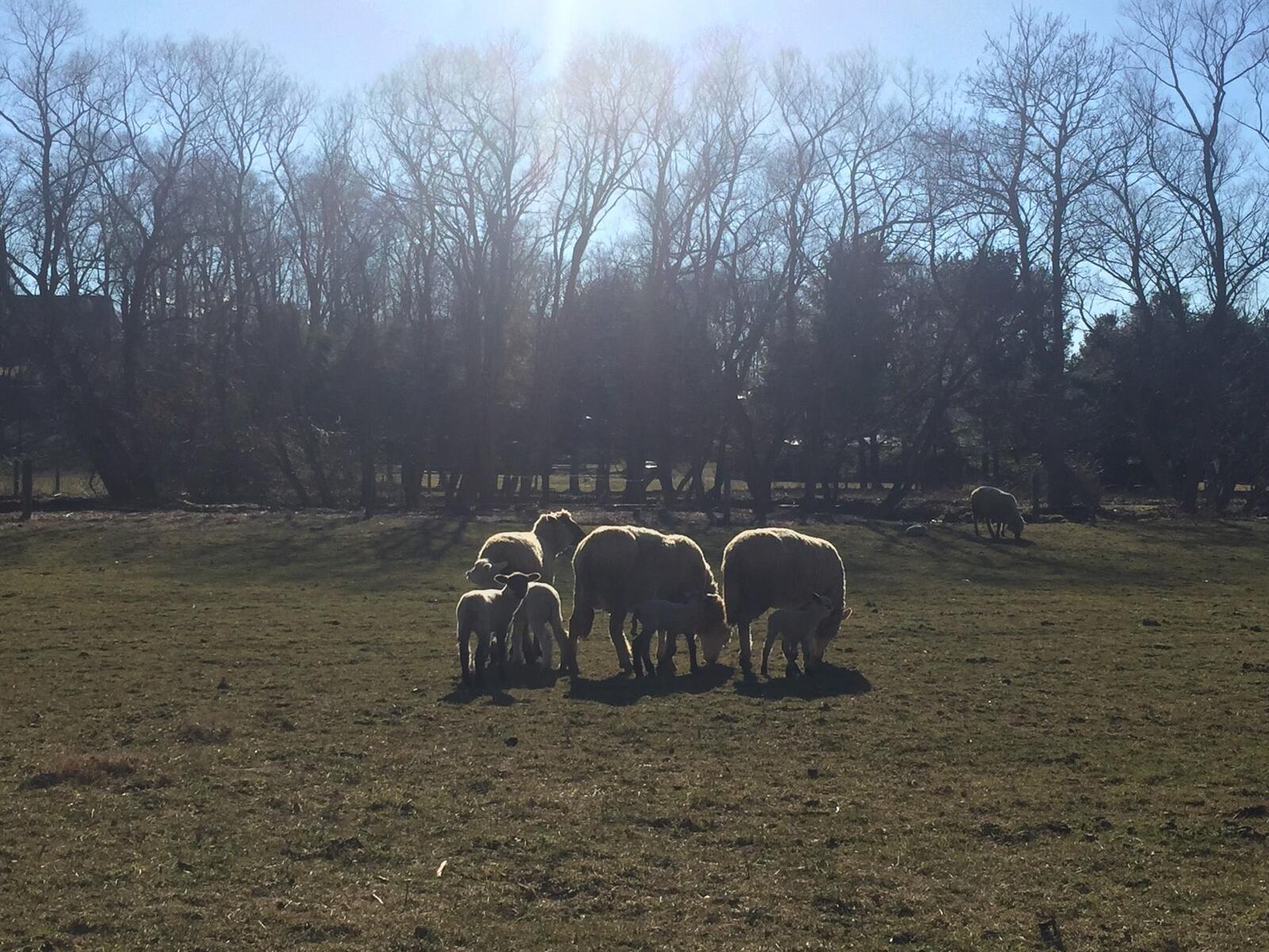 Photo credit: nextdoor