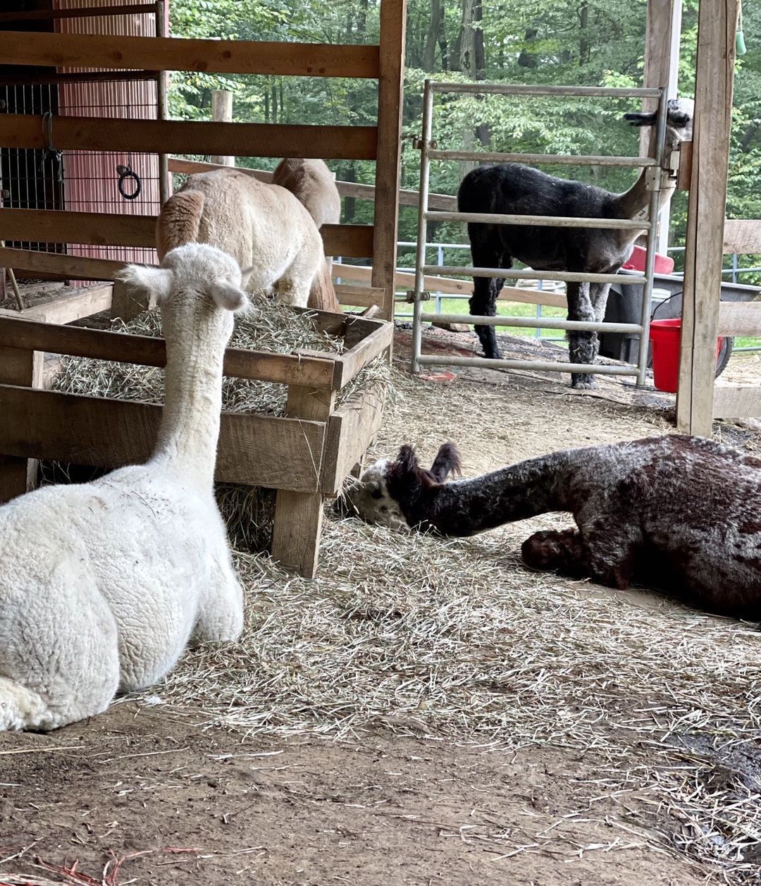 Photo credit: instagram