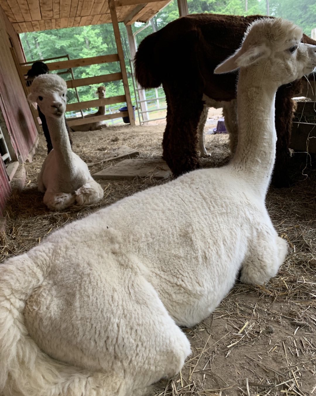 Photo credit: instagram