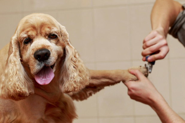 Barks & Bubbles Pet Grooming