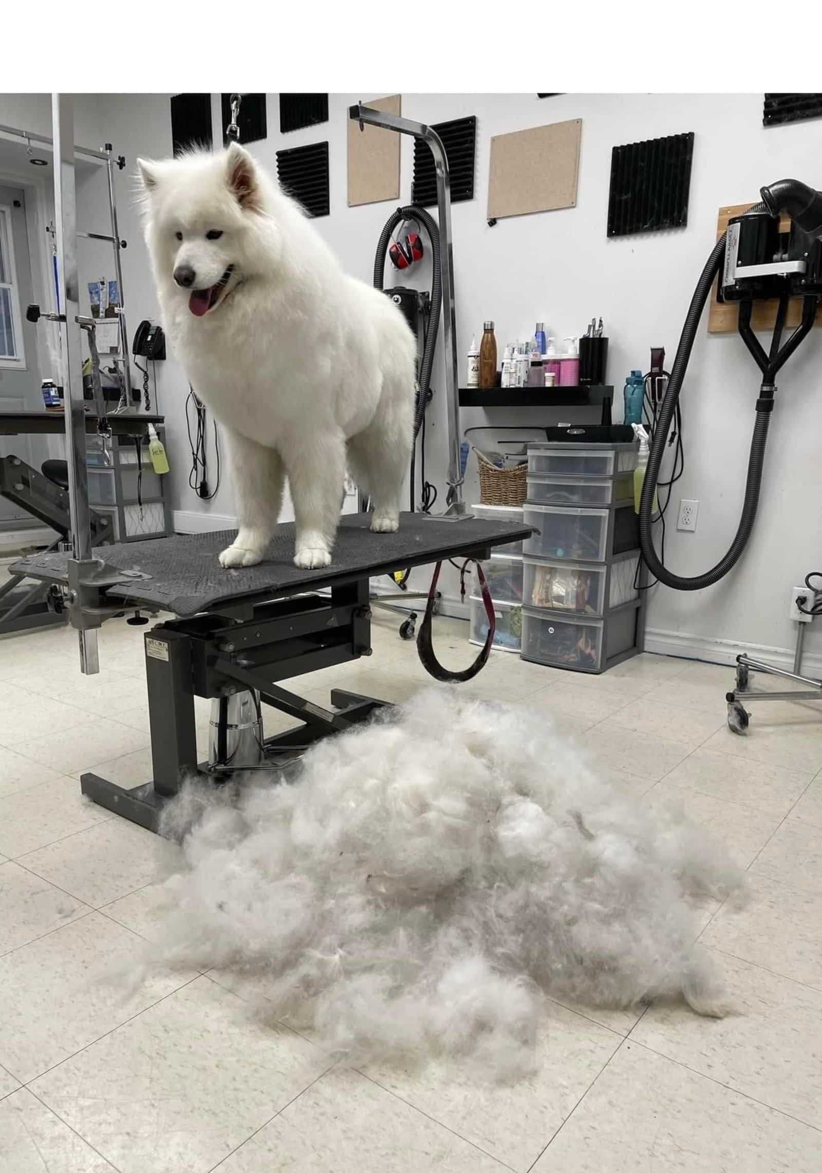 Photo credit: yellowpages.ca