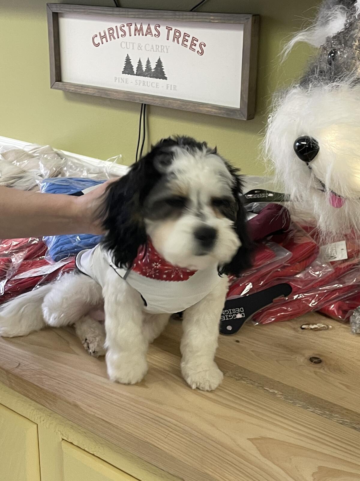 Photo credit: nextdoor