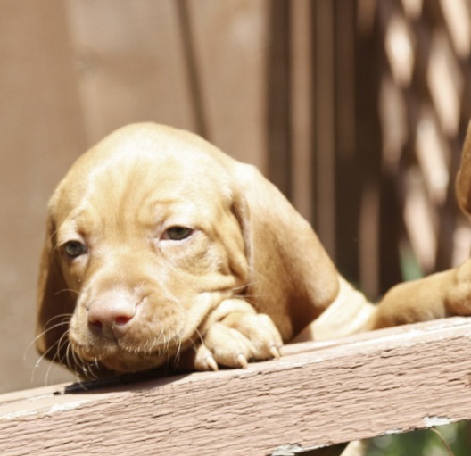 Hound Therapy