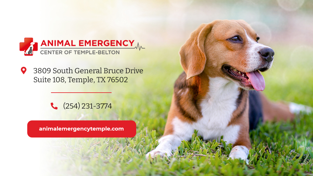 Animal Emergency Center of Temple- Belton