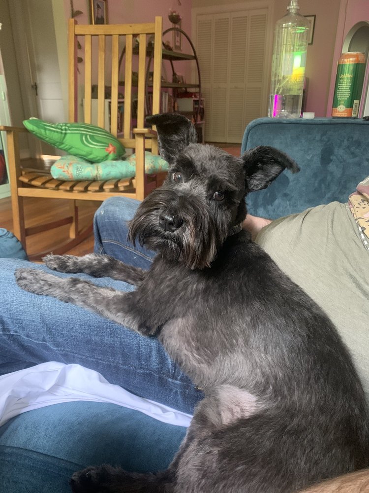 VIP Pet Elite Alexandria