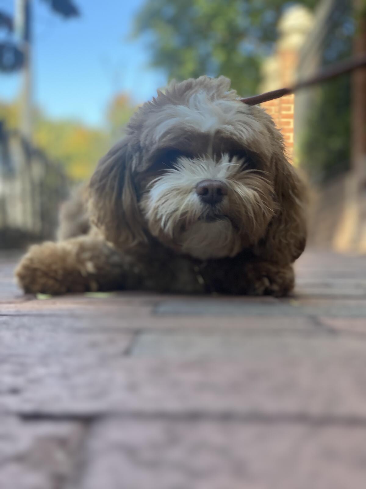 Photo credit: nextdoor