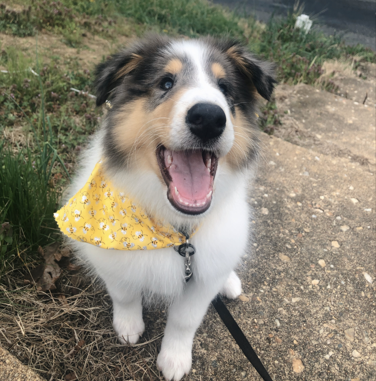 Carolyn's Puppy Parlor