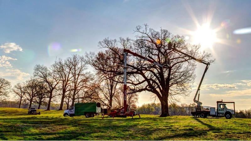 Big O Tree and Lawn Service