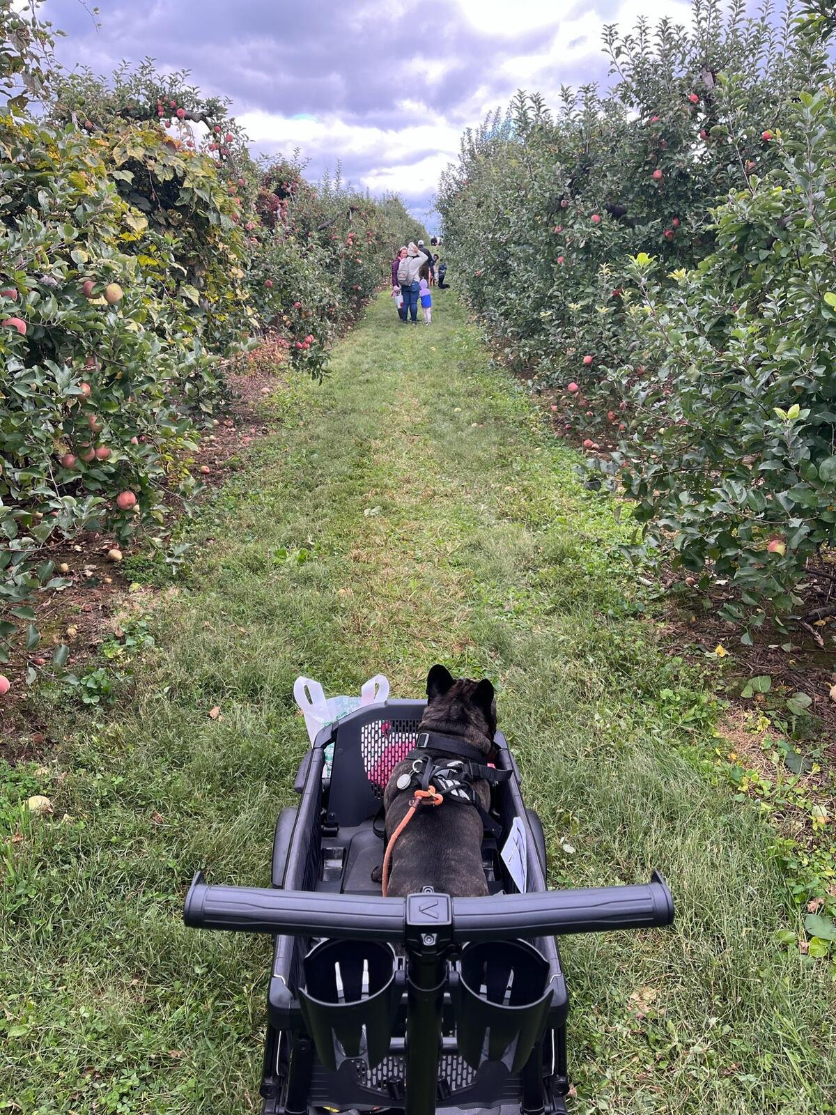 Photo credit: nextdoor