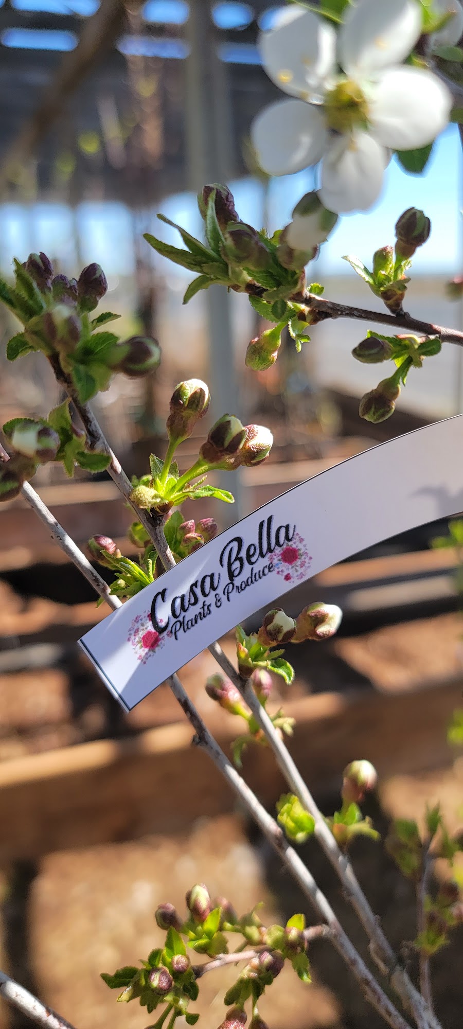 Casa Bella Plants & Produce