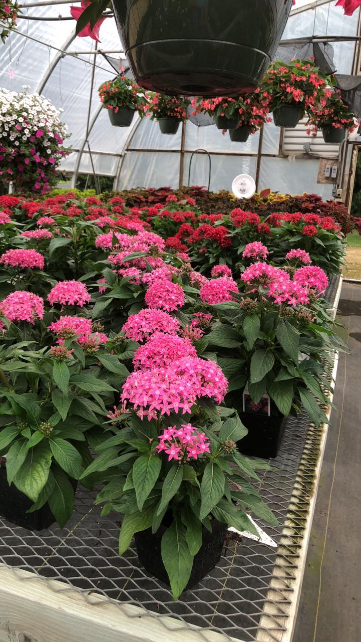 ALBANY GREENHOUSE Mondovi WI Hours, Directions, Reviews Loc8NearMe