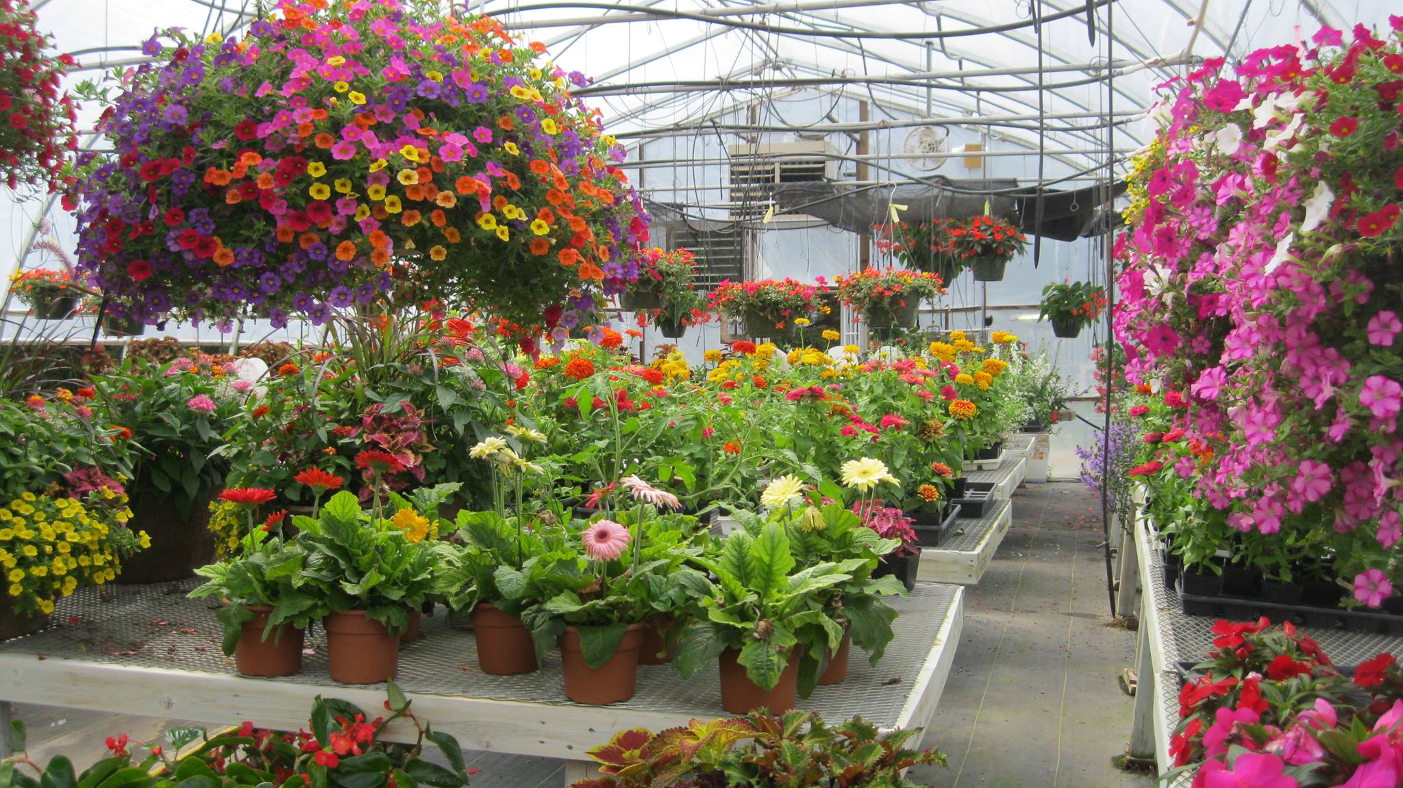 ALBANY GREENHOUSE Mondovi WI Hours, Directions, Reviews Loc8NearMe
