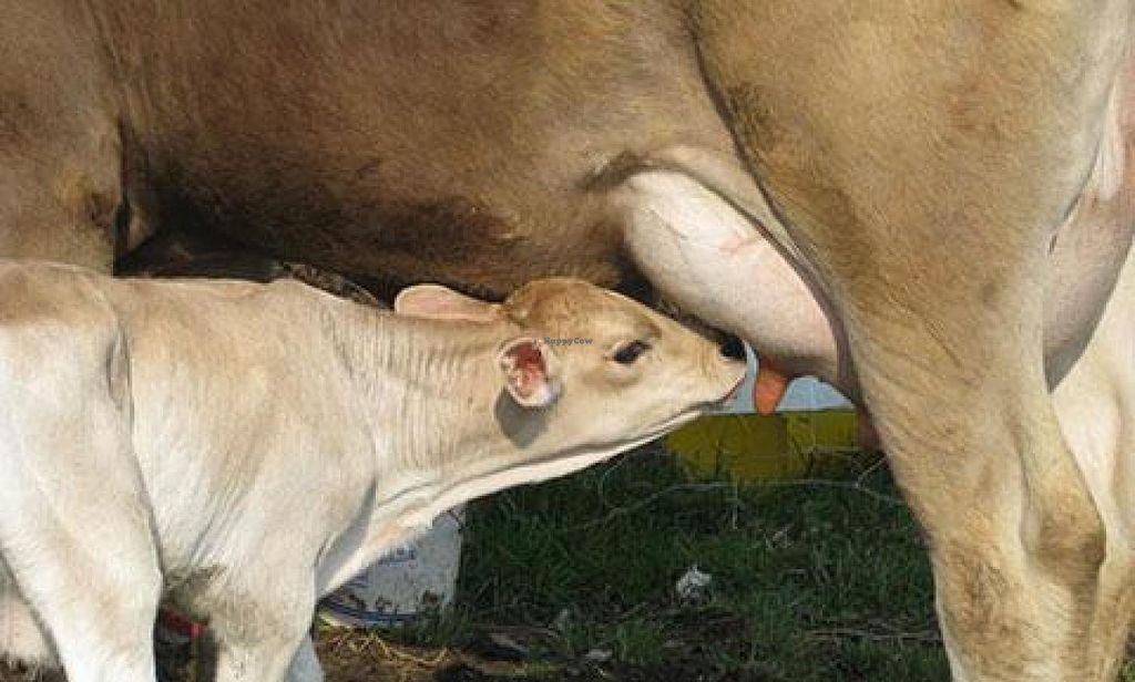 Photo credit: happycow