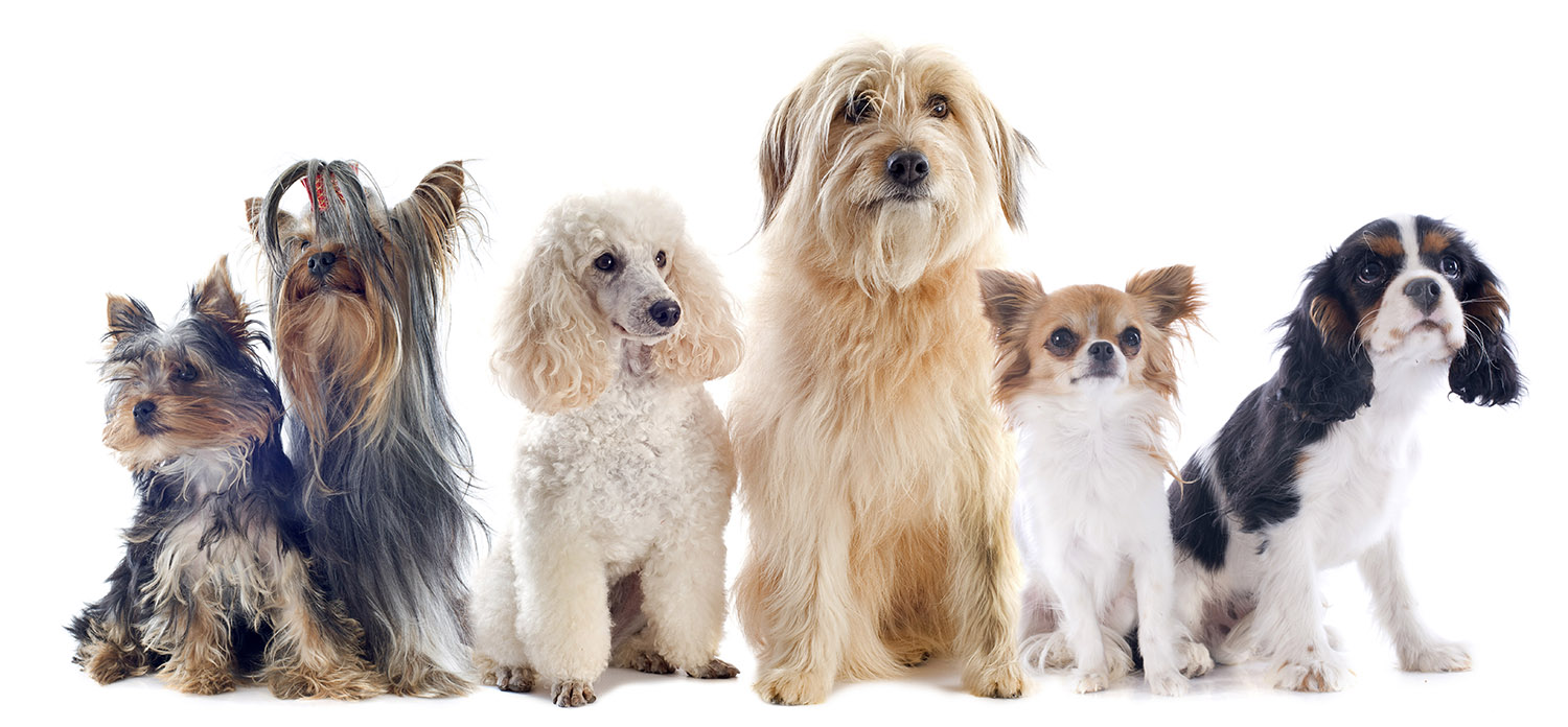 All Star Grooming (& Pet Palace) - Pet Groomer, Cheyenne, WY